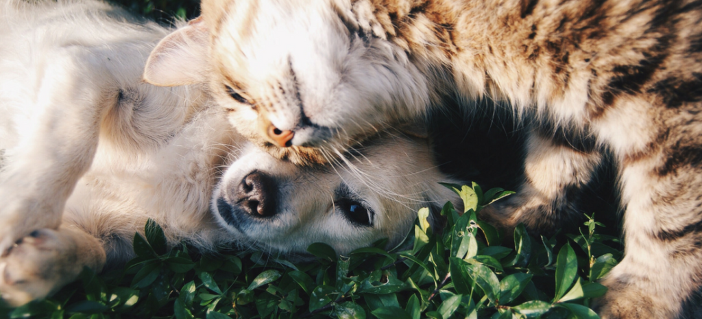 air purifier pets